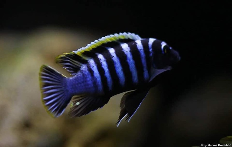 Cynotilapia zebroides 'Likoma Island'